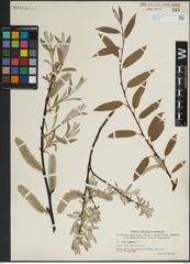 Foto von Salix lapponum L.